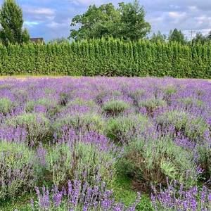 Meet your Posher, Elly